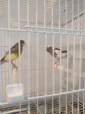 Vand Canari  - imagine 3