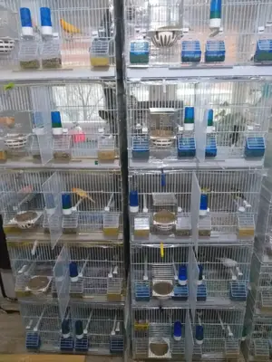 Vand Canari  - imagine 2