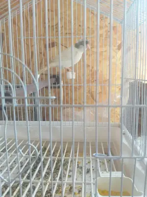 Vand Canari  - imagine 4