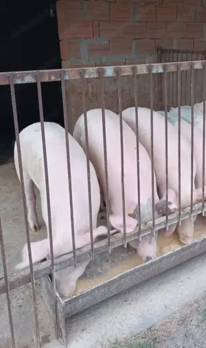 Porci de vânzare  - imagine 2