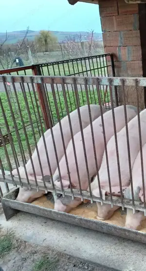 Porci de vânzare 