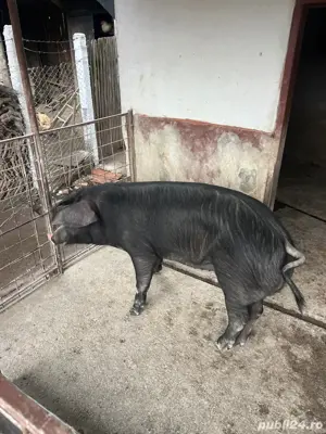 vand porc  F - imagine 2 vand porc  F - imagine 2