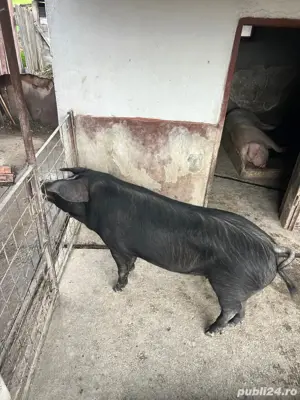 vand porc  F - imagine 3 vand porc  F - imagine 3