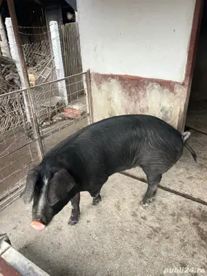 vand porc  F - imagine 4 vand porc  F - imagine 4