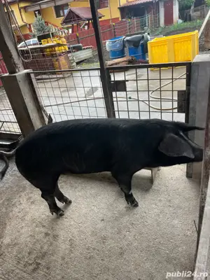 vand porc  F - imagine 5 vand porc  F - imagine 5