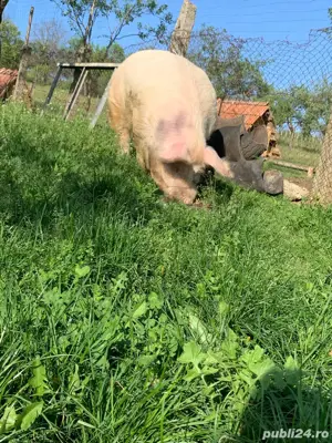 Vier marele alb  - imagine 4 Vier marele alb  - imagine 4