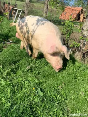 VIER-KAN de vanzare  - imagine 5 VIER-KAN de vanzare  - imagine 5