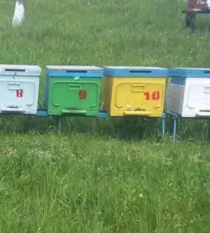 Vând 10 familii de albine. Jud. Bacau Slanic-Moldova  - imagine 3