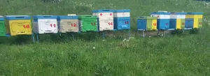 Vând 10 familii de albine. Jud. Bacau Slanic-Moldova 