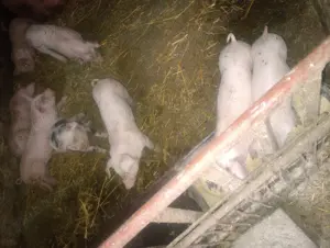 Purcei de vânzare  - imagine 2