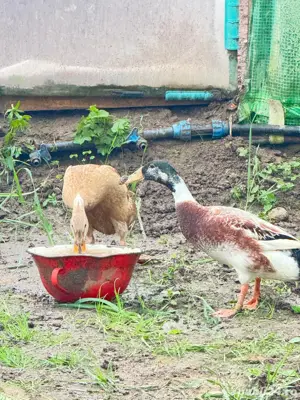 Vand rate alergatoare indiene asiatice la reducere - imagine 2