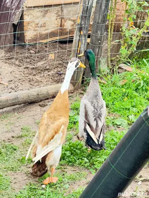 Vand rate alergatoare indiene asiatice la reducere - imagine 4