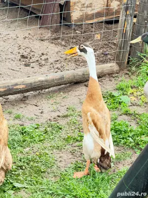 Vand rate alergatoare indiene asiatice la reducere - imagine 5