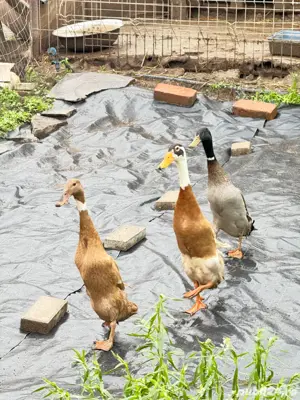 Vand rate alergatoare indiene asiatice la reducere