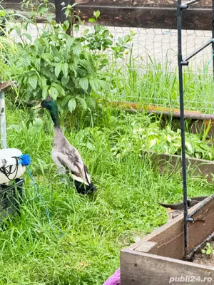 Vand rate alergatoare indiene asiatice la reducere - imagine 3