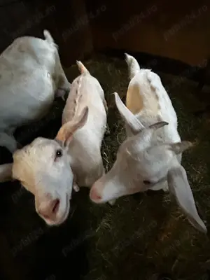 Vând doua iedute ,și capra