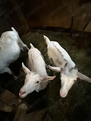 Vând doua iedute ,și capra - imagine 3