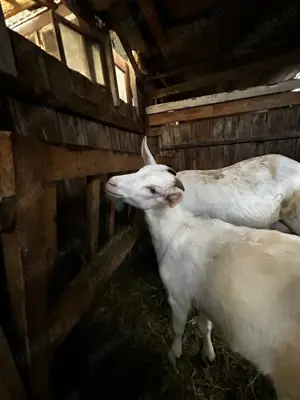 Vând doua iedute ,și capra - imagine 4