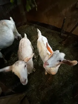 Vând doua iedute ,și capra - imagine 2