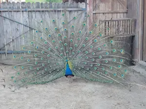 Pereche păuni maturi reproducători - imagine 2