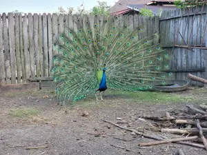 Pereche păuni maturi reproducători