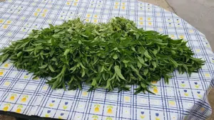 Stoloni capsuni care rodesc tot anul  - imagine 5