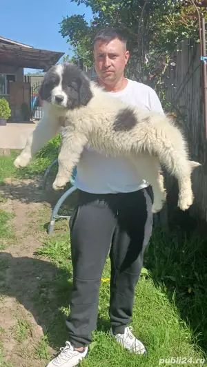 Femele ciobanesc Romanesc de Bucovina 