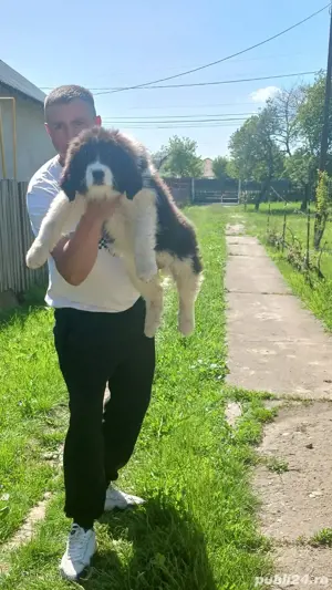 Femele ciobanesc Romanesc de Bucovina  - imagine 2