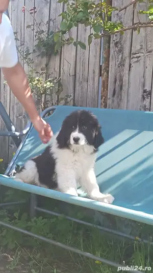 Femele ciobanesc Romanesc de Bucovina  - imagine 3