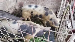 Porci de sacrificat  - imagine 3 Porci de sacrificat  - imagine 3