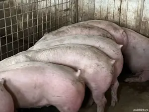 porci de carne  - imagine 5