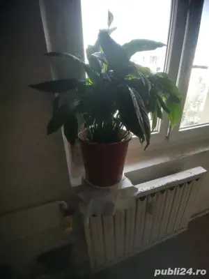 Crini luni în ghiveci