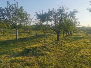 Vindem teren pentru casă și livadă de prun - imagine 7