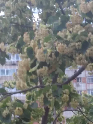 Vand apartament 3 Camere Decomandate, Baie cu geam, 64m2 , Mazepa  - imagine 10 Vand apartament 3 Camere Decomandate, Baie cu geam, 64m2 , Mazepa  - imagine 10