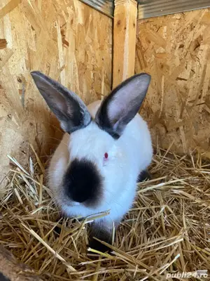 iepuri californian  - imagine 3