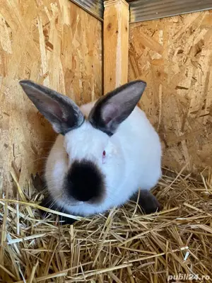 iepuri californian  - imagine 2