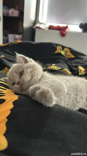 Baietel brittish shorthair 