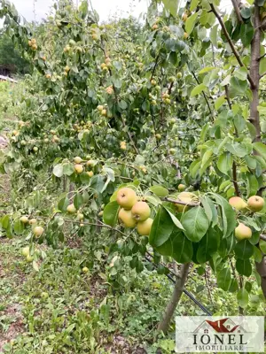 Casa noua de vanzare in Berghin - Straja cu 6063 mp teren - imagine 18 Casa noua de vanzare in Berghin - Straja cu 6063 mp teren - imagine 18