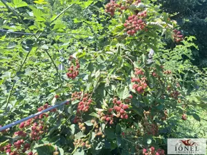 Casa noua de vanzare in Berghin - Straja cu 6063 mp teren - imagine 16 Casa noua de vanzare in Berghin - Straja cu 6063 mp teren - imagine 16