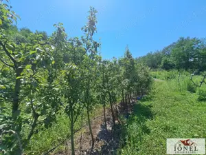 Casa noua de vanzare in Berghin - Straja cu 6063 mp teren - imagine 17 Casa noua de vanzare in Berghin - Straja cu 6063 mp teren - imagine 17