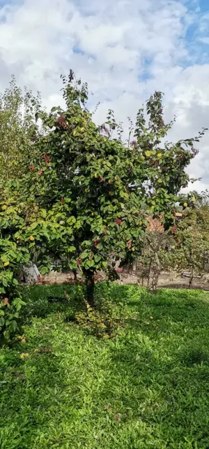 Casa de vanzare - teren 2357 mp in comuna Pietrari - imagine 5