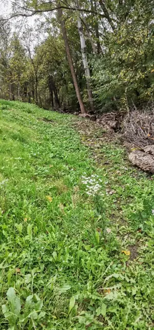 Casa de vanzare - teren 2357 mp in comuna Pietrari - imagine 8