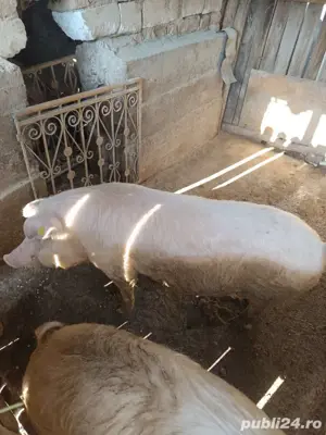 Vand porci - imagine 3