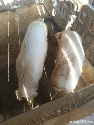 Vand porci - imagine 2