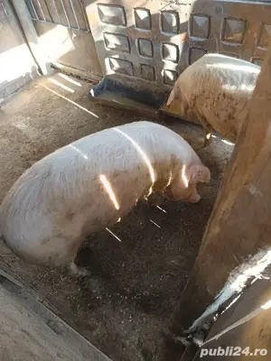 Vand porci - imagine 4