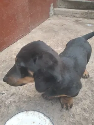 Căței Tekel - imagine 2 Căței Tekel - imagine 2