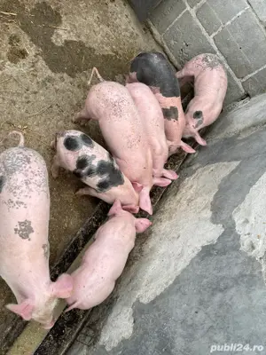 purcei de carne  - imagine 2
