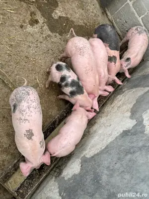 purcei de carne  - imagine 4