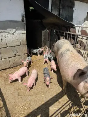 purcei de carne  - imagine 3