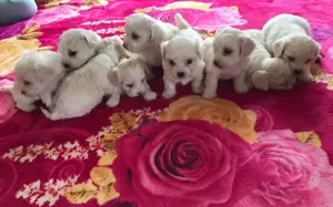 Bichon Maltez Mini Toy